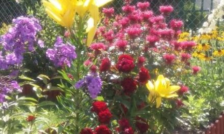 Już w ten weekend „Jarmark Kwiatowy” i „Kwiaty Ogrodów”