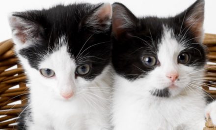 W maju otwarcie Powiatowego Ośrodka Felinoterapii „Radosny Kot”
