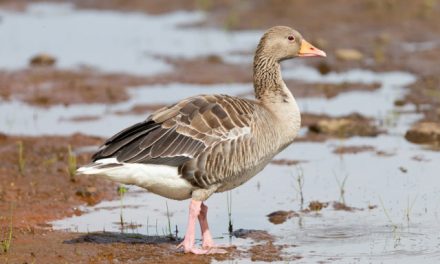 Powiat ciechanowski: Pierwszy przypadek ptasiej grypy u dzikich ptaków