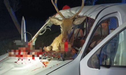 Jeleń wpadł przez przednią szybę do wnętrza auta