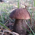 Sezon grzybowy.  Wystartował wcześniej niż zwykle