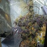 Hodował marihuanę w piwnicy