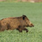 Myśliwi wspierają rolników w ochronie upraw